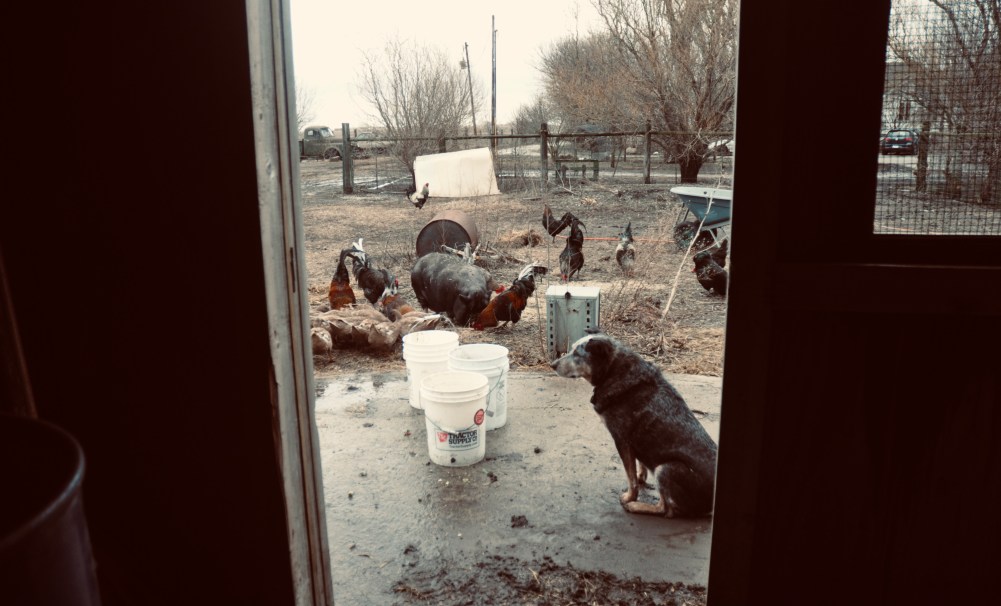 Farmyard View out of shed. Cattle dog in foreground, ducks, potbelly pig and roosters milling about 