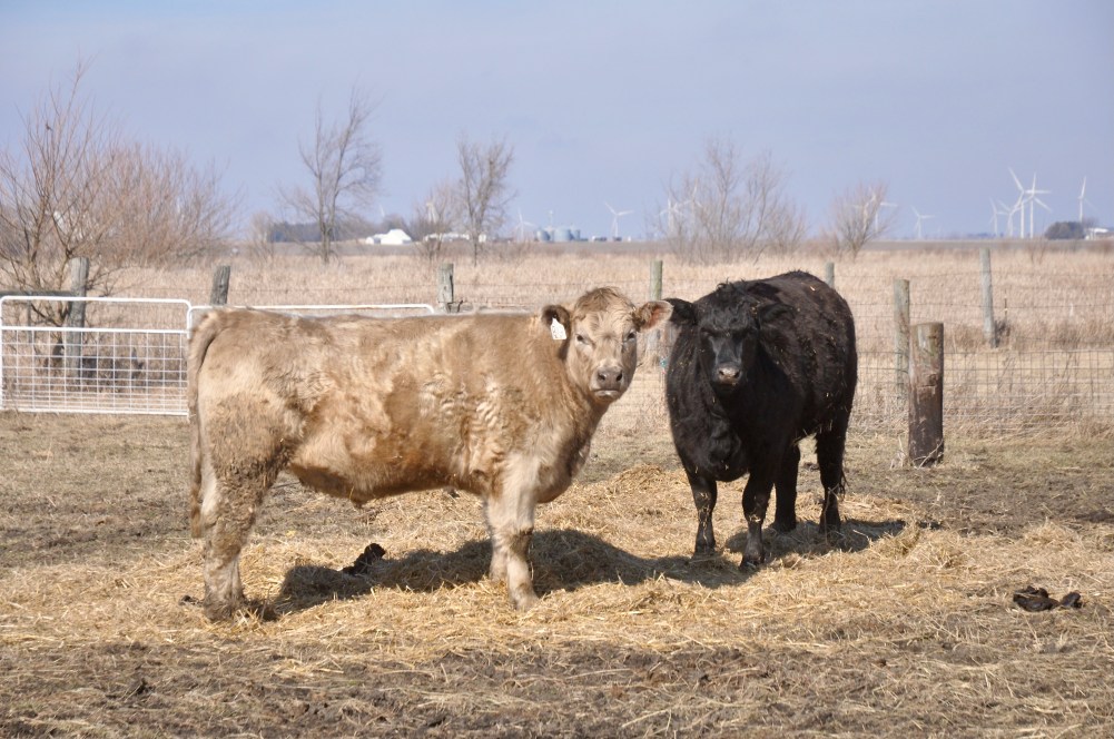 Golden cow and Black cow standing in late winter field. 