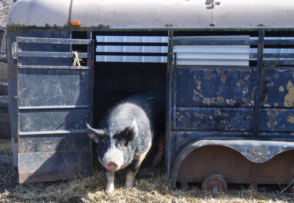 large berkshire boar walking out of old black rusty stock trailer without wheels