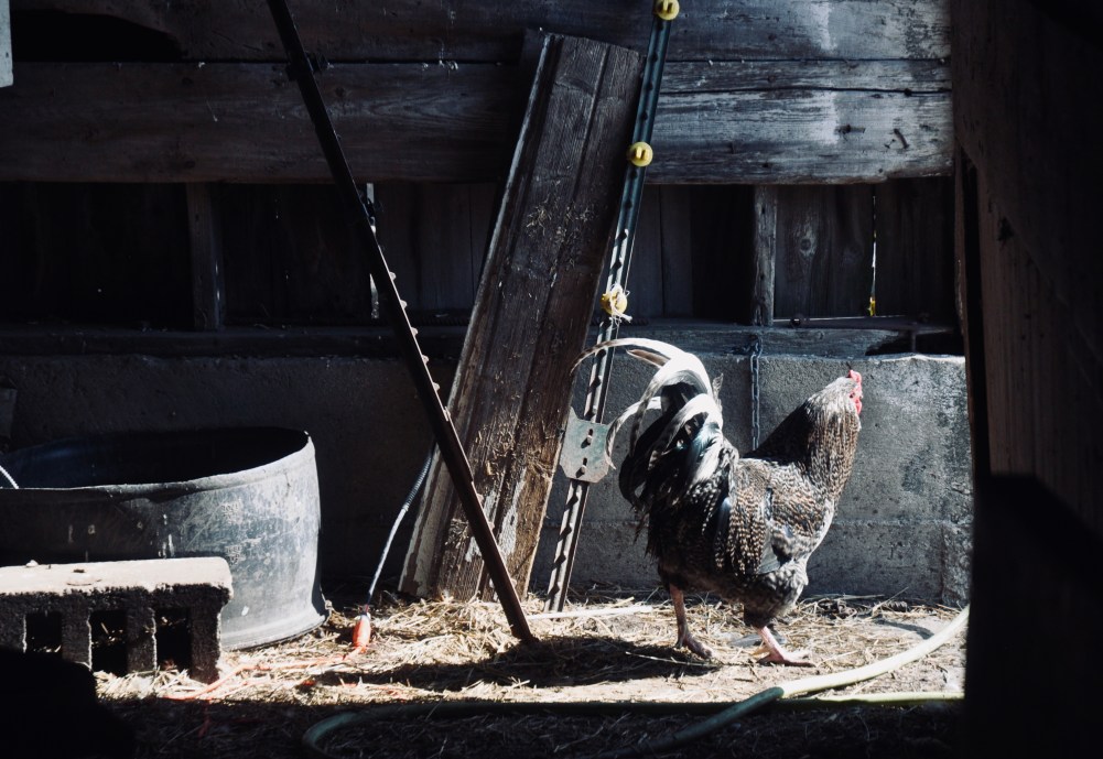 grey rooster with white tail in light of door of old barn, amidst junk and water barrel