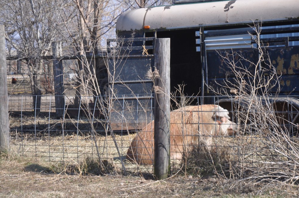 Huge Hereford hog sitting behind a fence. Content. 