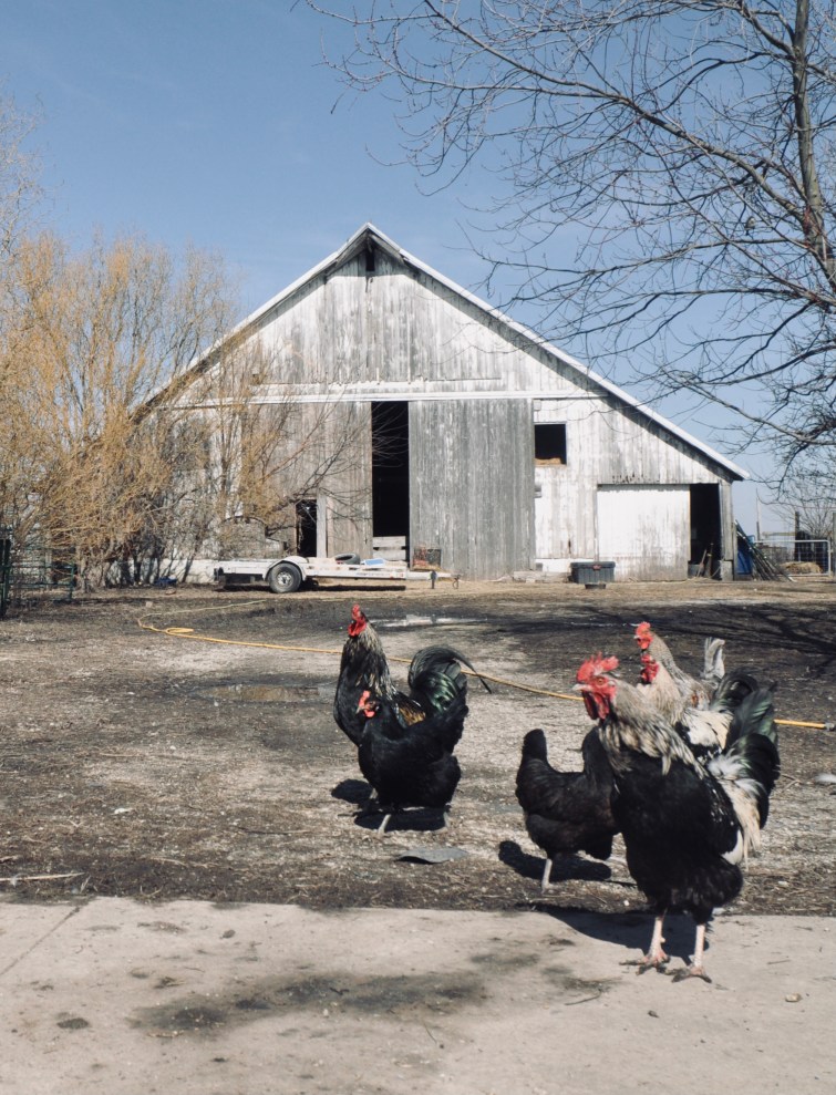 roosters in front of old american barn