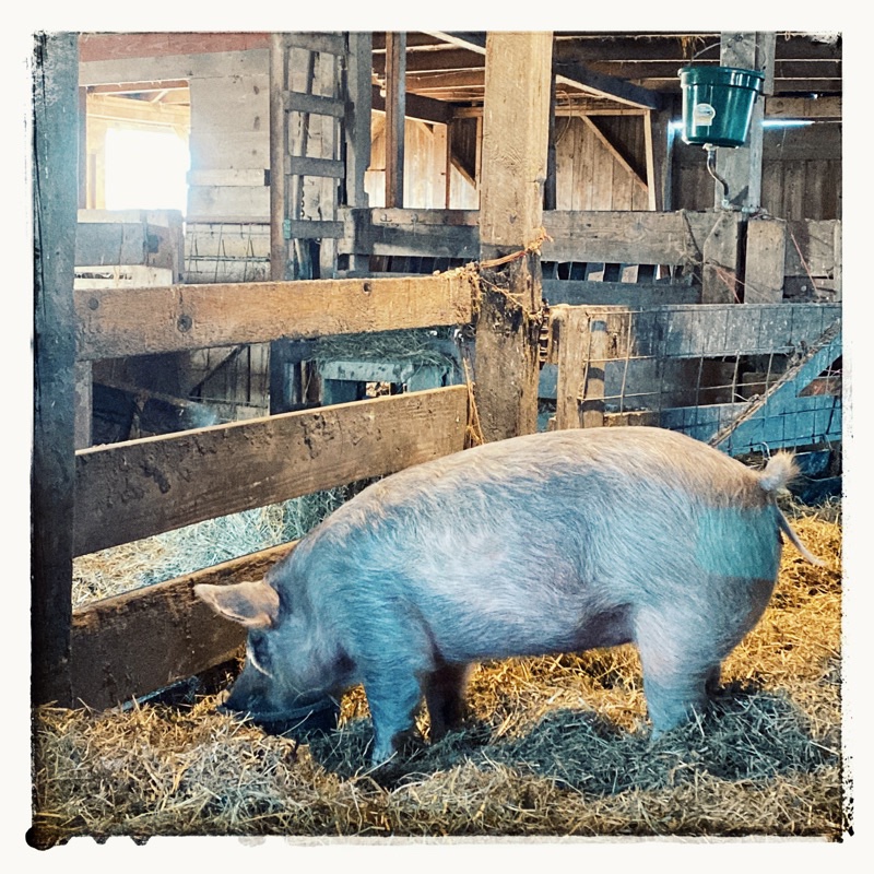 Healthy hog eating grain in old barn at midwest homestead. 