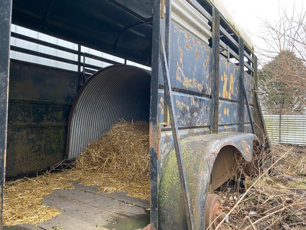 Old stock trailer as alternative hog pen filled with straw. 