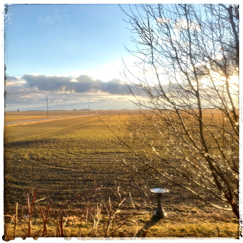 Winter wheat fields, under a blue sky in midwest, illinois
