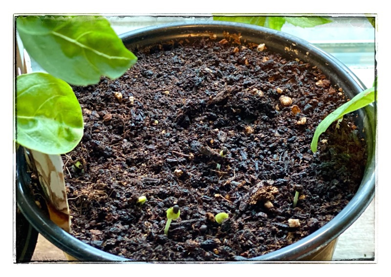 💦I grow sprouts for my chickens in the&nbsp;shower!!