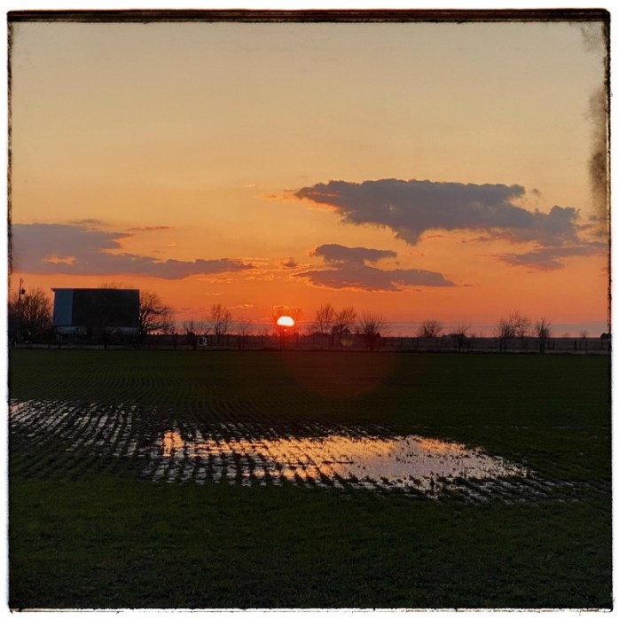 Sunset over a field of waterllogged wheat. 