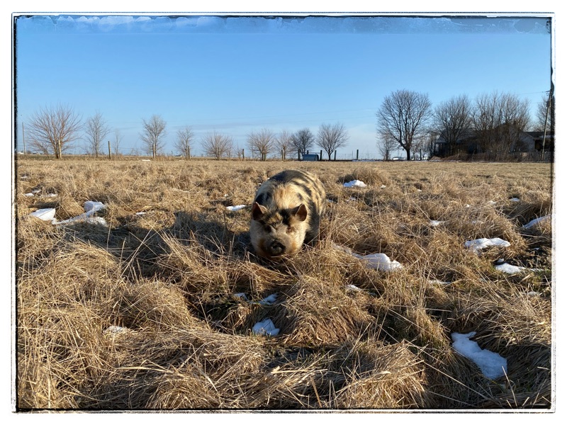 Kunekune pig in long winter grass. Patches of snow on the ground. Leafless winter trees along the horizon. Farm house in the background.