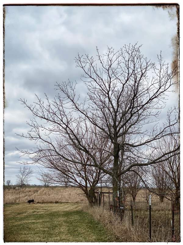 Long shot of winter leaf less trees along the side of a field. Slight green in grass to the left. Dog in the distance. Cloudy sky. 