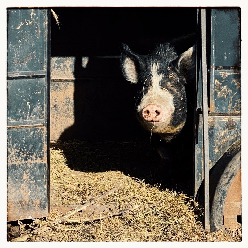 Jude. 5 years old Berkshire peering out the door of his old stock  trailer home. 