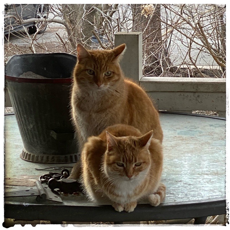 Two ginger cats on outdoor table. One cat sitting behind the other cat who is couching. Both looking directly at the camera. 