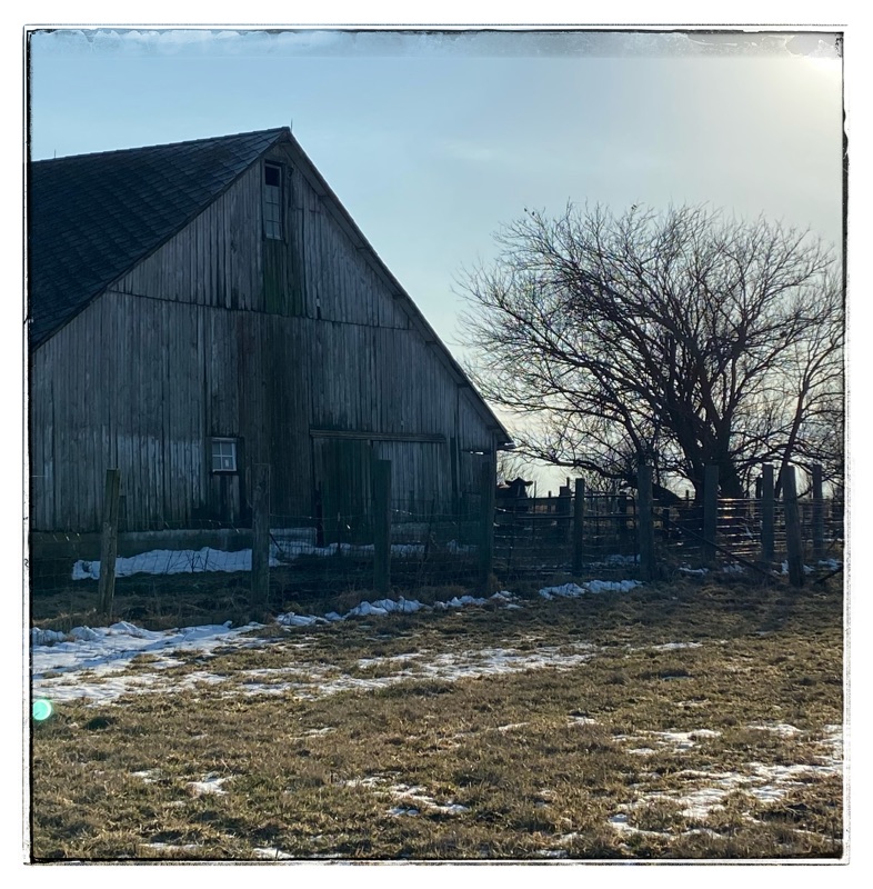 North side of an old barn with silhouette of a black cow watching the photographer. On the right of the barn are tall leafless winter mulberry trees. Old winter grass and patches of snow in the foreground. 