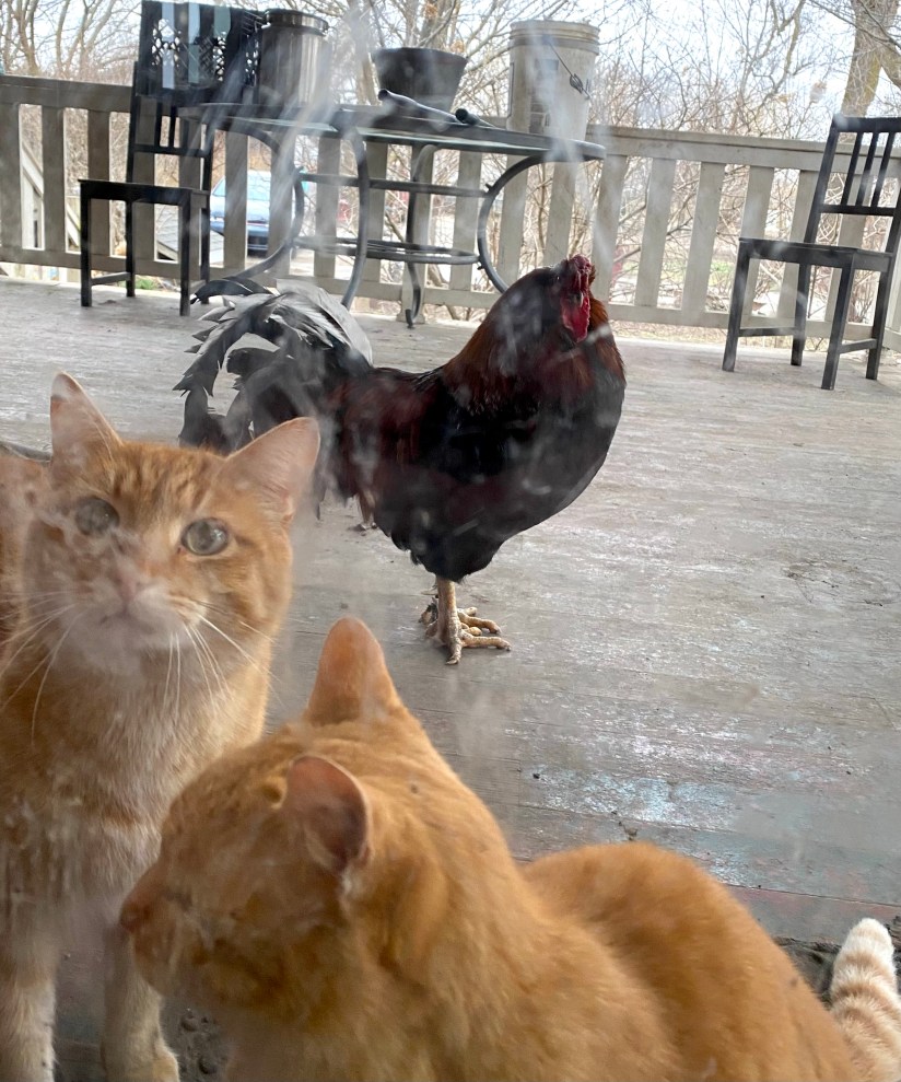 Two orange Cats and black and orange and red rooster on porch through a dirty window.