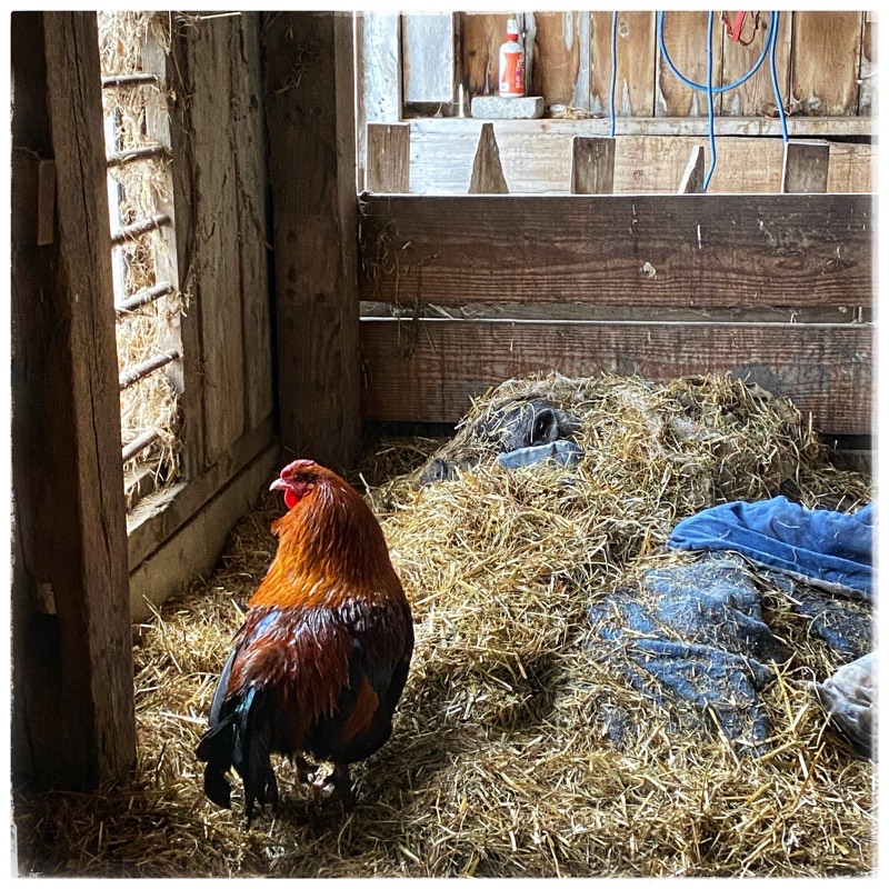 Pot belly pig nose showing from under straw and blankets. Old barn interior. Orange, Red and Black Rooster in foreground