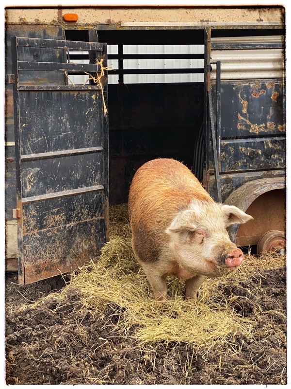 5 year old Hereford Hog. By the name of FreeBee. Standing in front of old trailer house. 