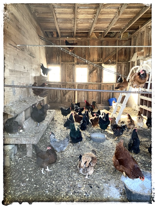 Chickens of all colours in a large chicken coop.