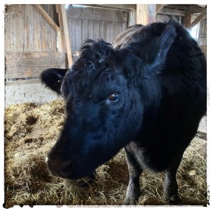 Two images. Screen left black and white speckled rooster standing on metal poles in old barn. Screen Right black cow in barn, looking straight to camera with brown eye. 