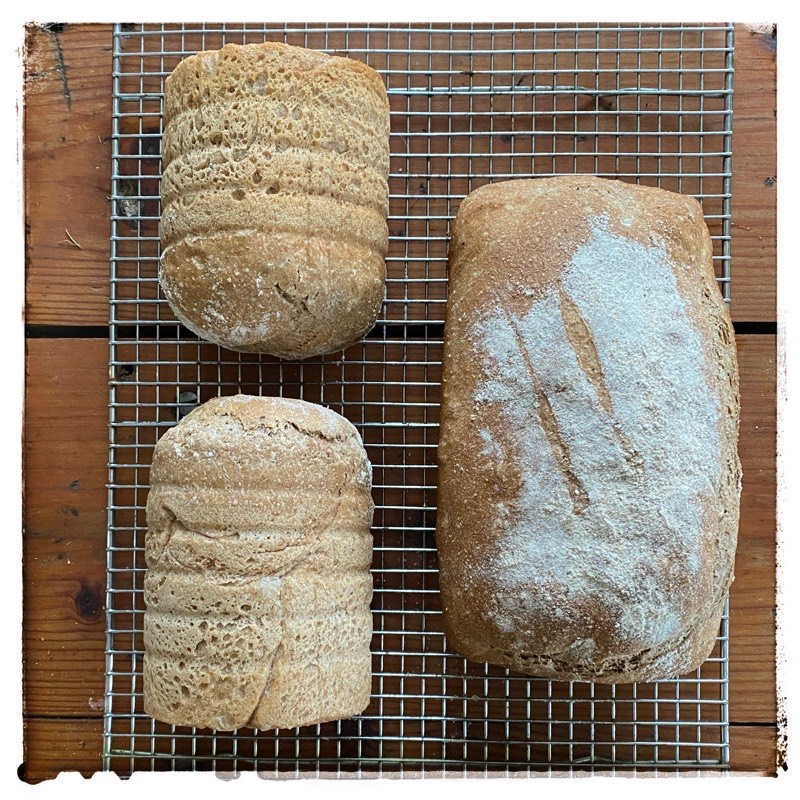 Three loaves of bread. One conventional loaf tin shape. Two coffee can loaves. All on metal cooling rack. 