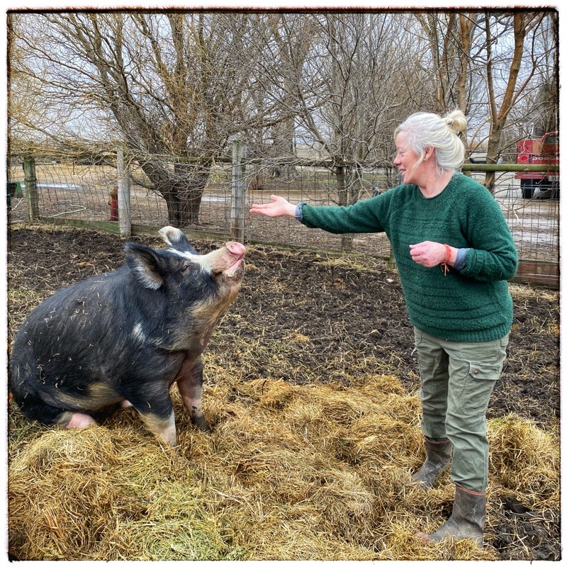 Huge Black Berkshire hog sitting on command