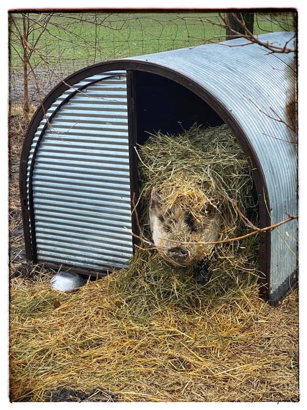 Tima’s Point Of View. What Hogs&nbsp;See.