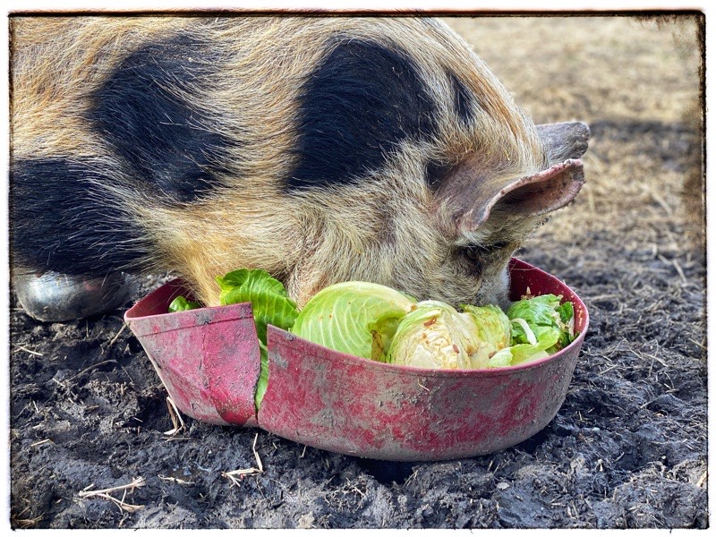 KuneKune Pig eating vegetables