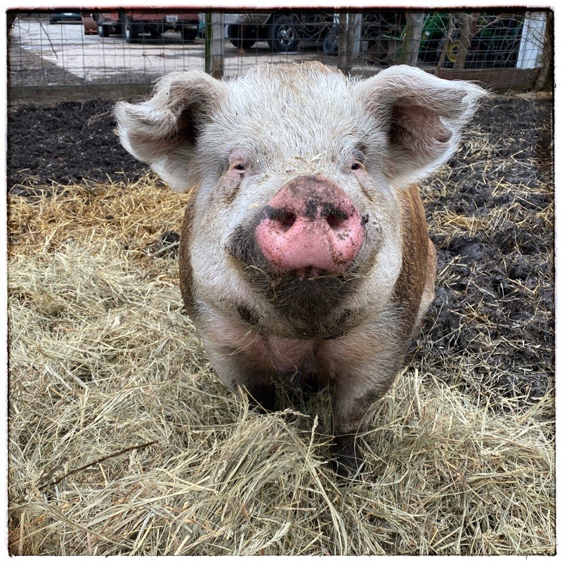 Hereford hog. 5 year old barrow. Looking straight to camera with a sweet pink nose. 