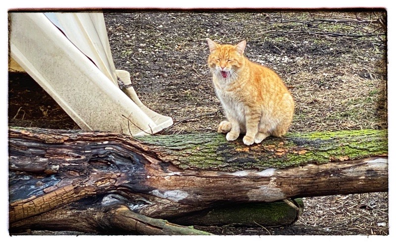 So, you are thinking of Burying Food in your&nbsp;Garden?
