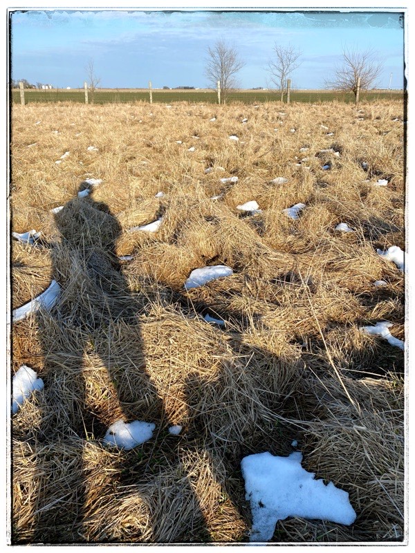 Shadow of farmer with shadow pig beside her. 