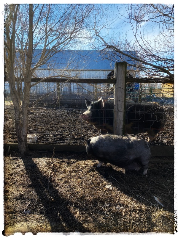 Large black boar standing behind a small pot belly boar.  The ground is winter muddy, trees without leaves. Old barn in the background.
