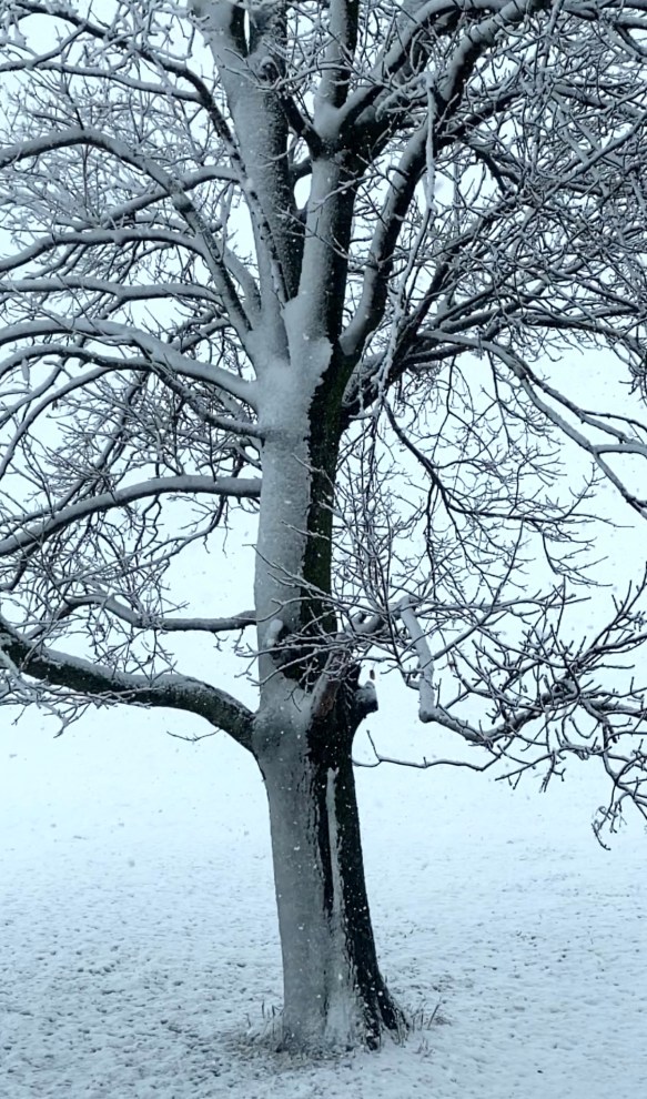 snow in winter trees