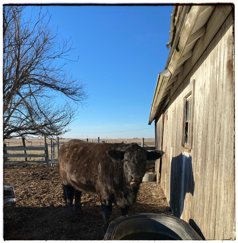 Black cow beside barn with water tank. 