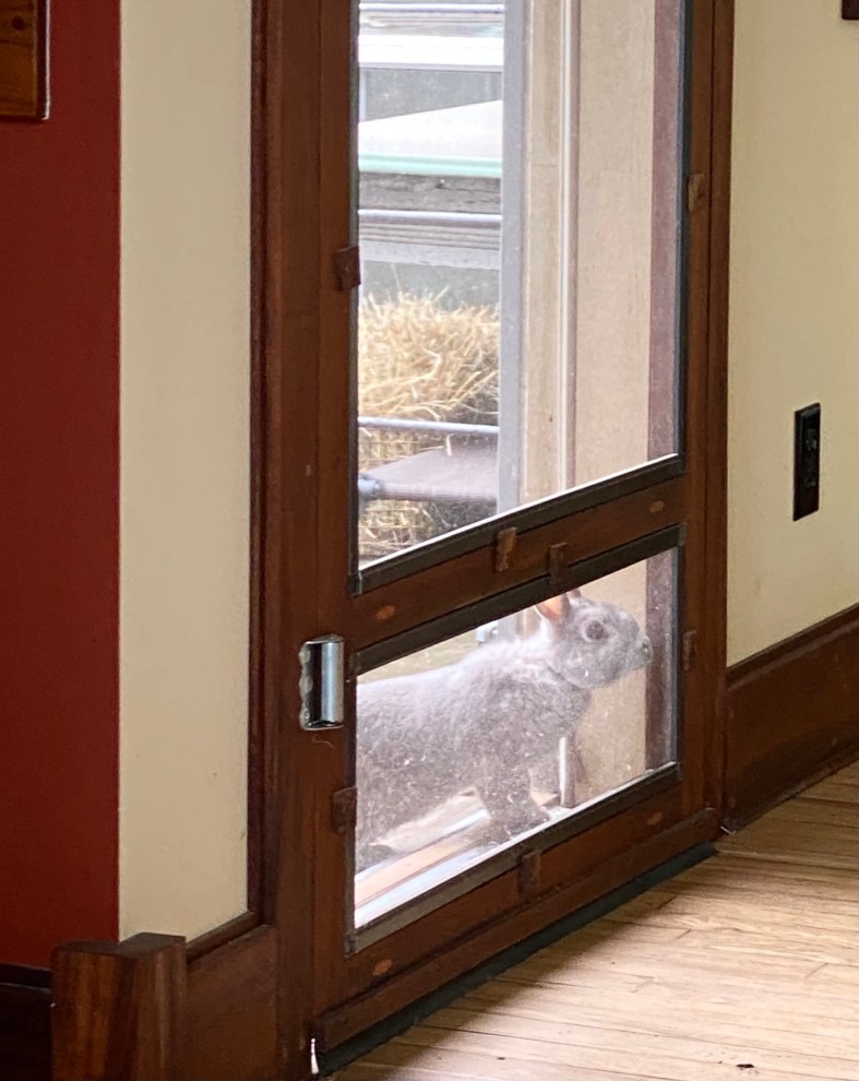 silver rabbit looking through the screen door into the house with hardwood floor