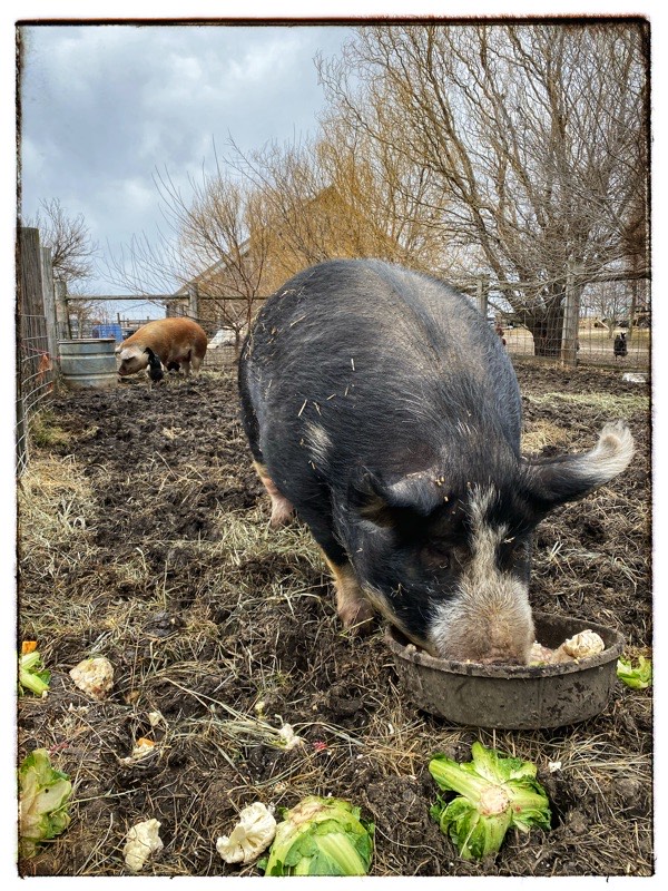 Jude - big black pig eating vegetables. In the background in free Bee Hereford Hog with rooster. Old barn in the background. 