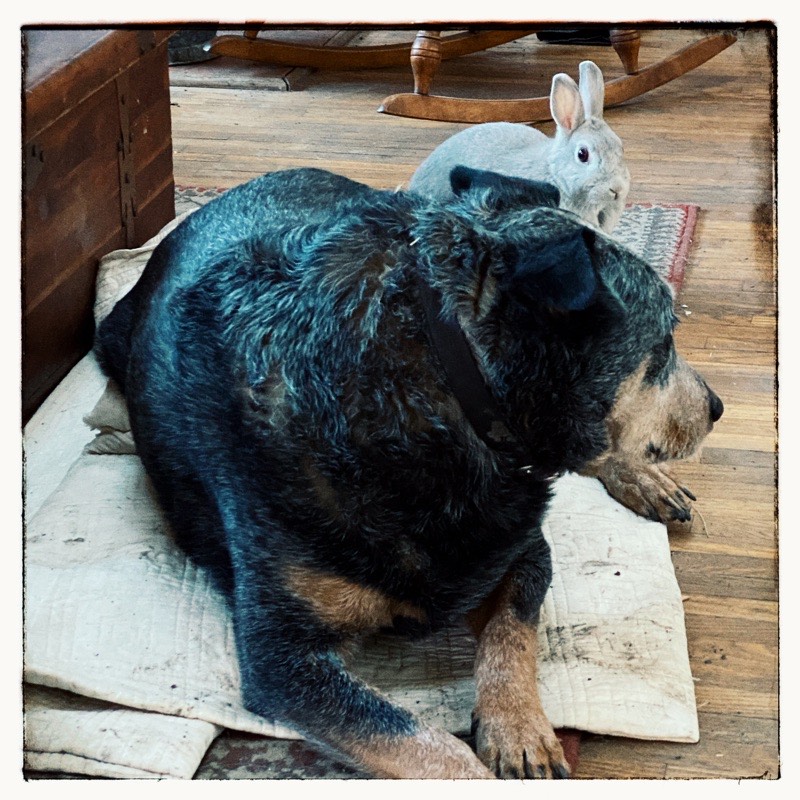 Cattle dog and pet rabbit inside on a mat on the wooden floor