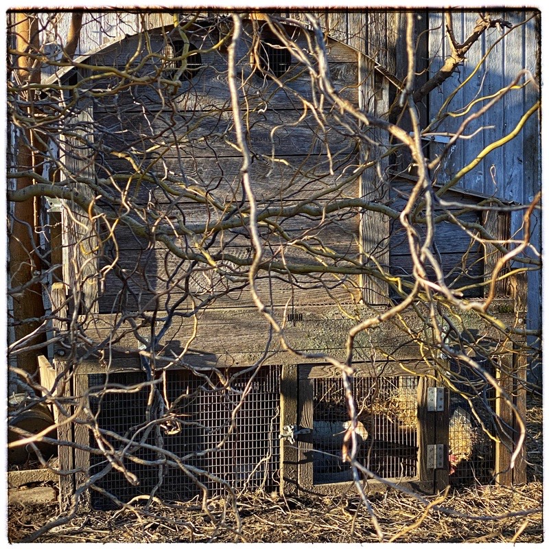 Empty chicken hutch, viewed hrough winter willow branches