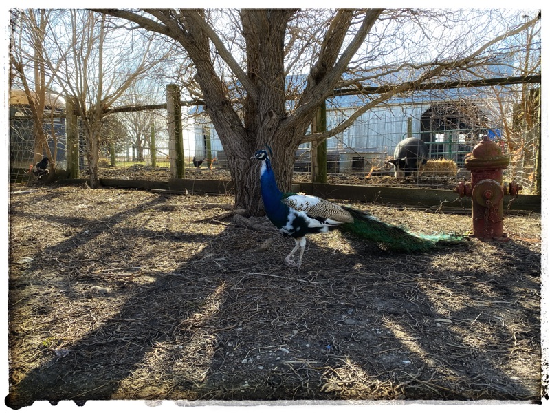 Mature blue and white and green peacock with long tail standing under winter willow tree. Large black boar in the background. Old farm buildings behind. 