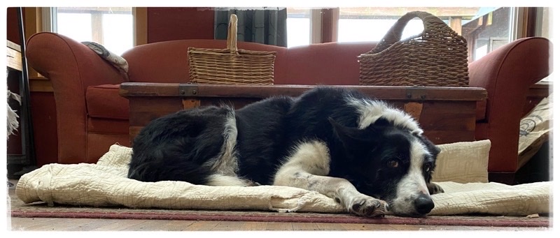 TonTon the Border collie. Lying on his inside bed. Wooden chest in middle background. Red couch behind that then windows. 