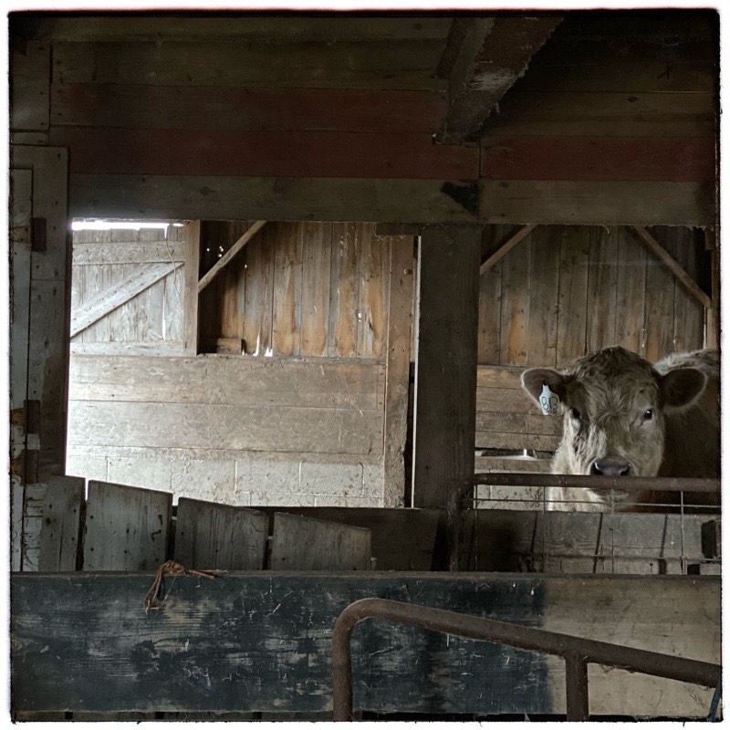 Cream coloured cow looking directly at camera in old barn. Partially obscured from old barn walls. Lit by natural light from screen left. 