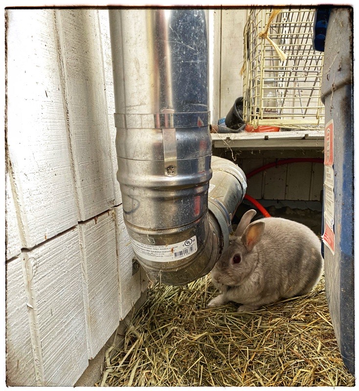 Domestic Rabbit on straw in glasshouse under heating duct. 