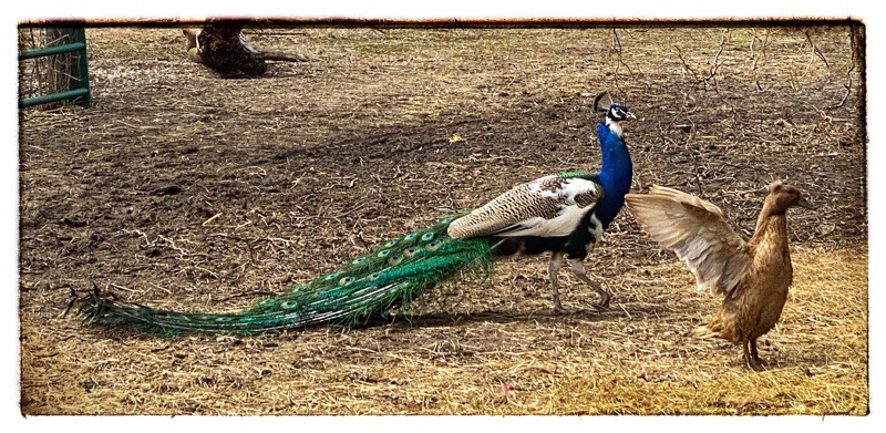 How not to panic when your Draft Blog Post&nbsp;Disappears!