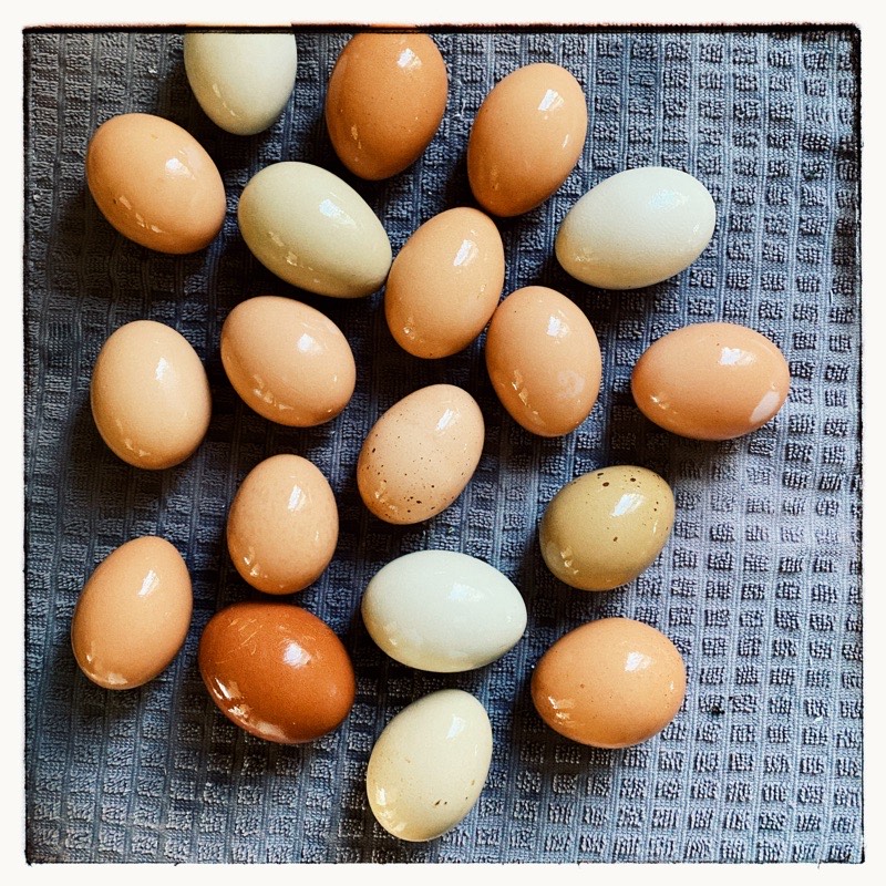freshly washed farm eggs of varying shades of brown on grey drying mat