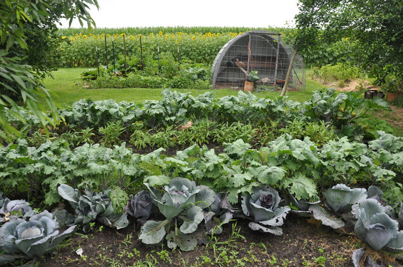 The kitchens garden. cabbages, kale, rhubarb in the middle background. Then chicken tractor with more garden behind it. In the long background in a field of sunflowers. 