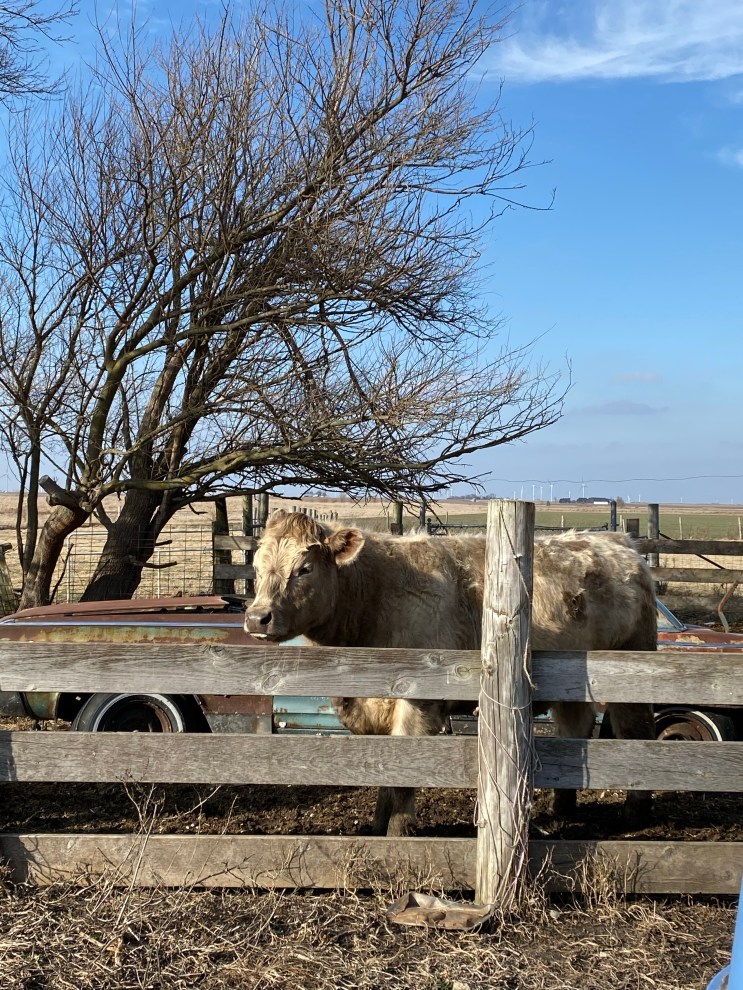Cream coloured cow looking over wooden fence with winter trees and blue sky behind.