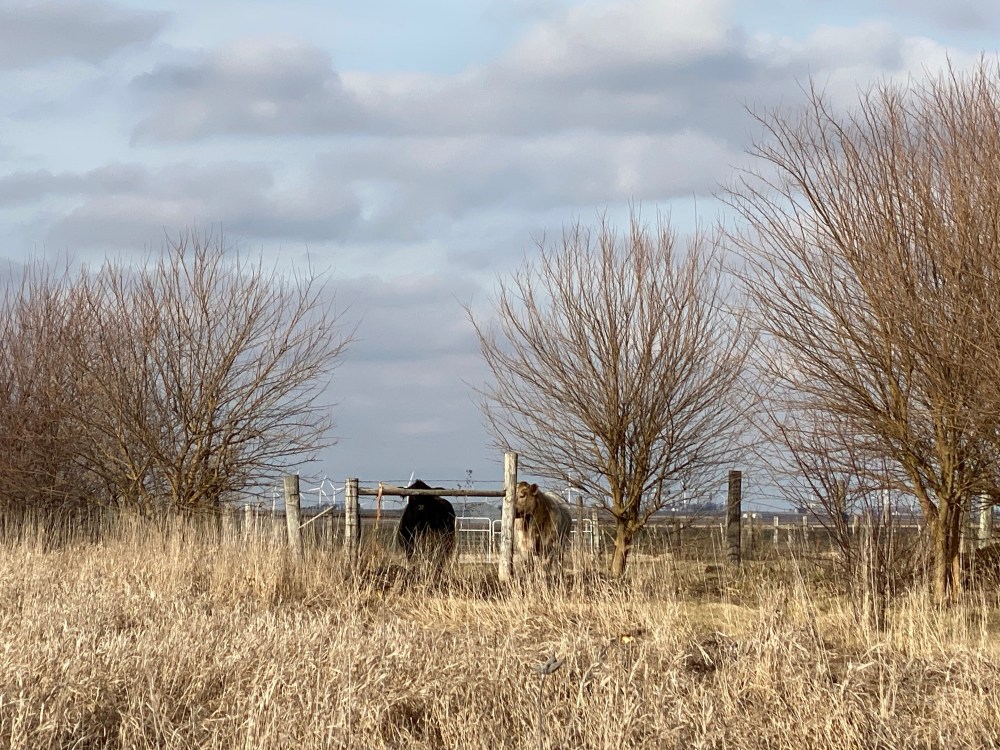 Two cows behind a fence. Screen left a black cow. Screen right a cream coloured cow. Dried winter grass in the foreground. Leafless winter trees to either side of the cows. Cloudy winter sky above. 