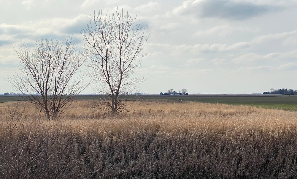 Winter grass in two thirds of screen with two leafless winter trees, screen right. haze of emerging wheat Screen Right. Cloudy sky above.  Farm buildings far in the distance. 