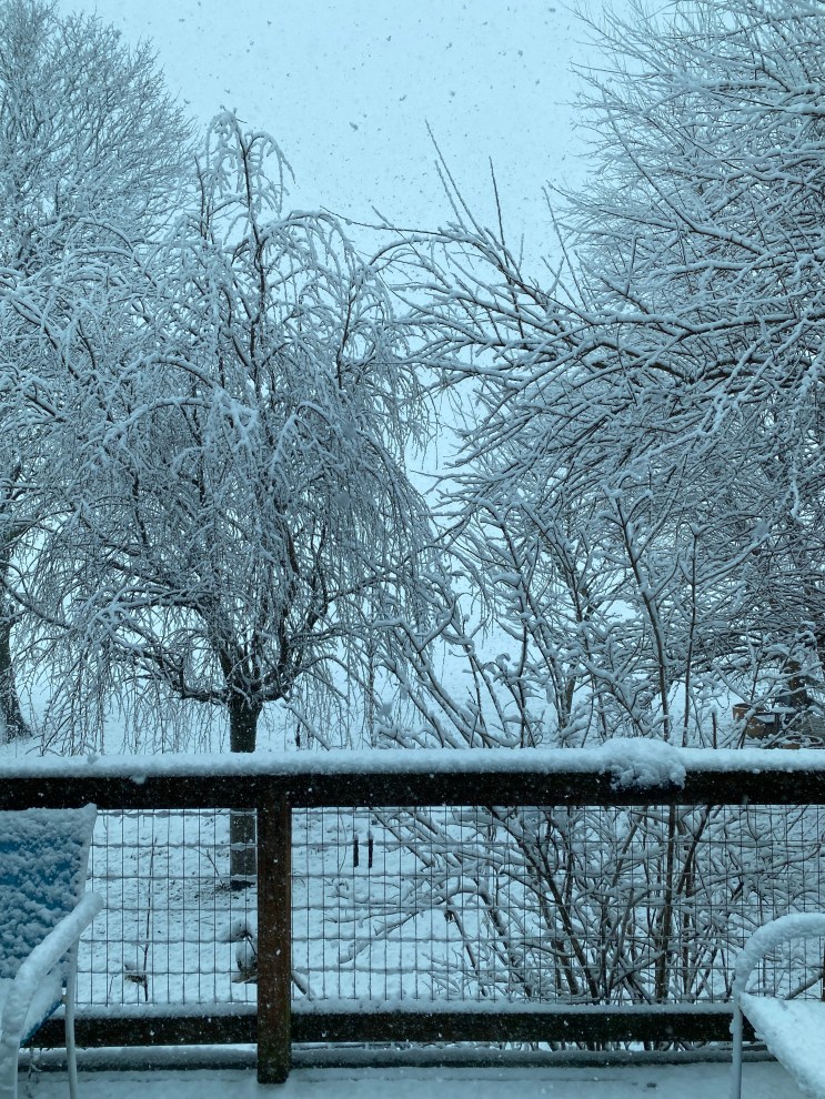 snow in winter trees