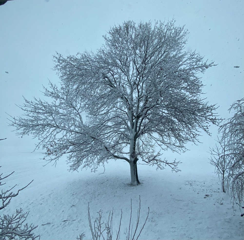 snow in winter trees