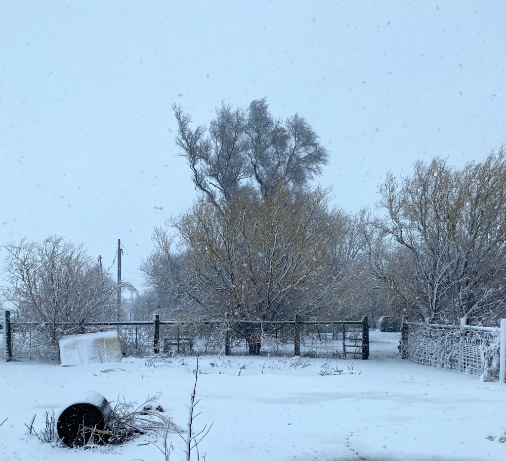 Snow falling on winter trees and fence fo barn yard. 