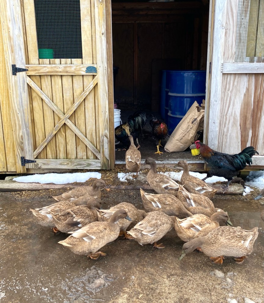 Brown ducks in foreground with two roosters and one brown duck  in the doorway of feed hut. Janies Mill flour bag resting in the doorway. 