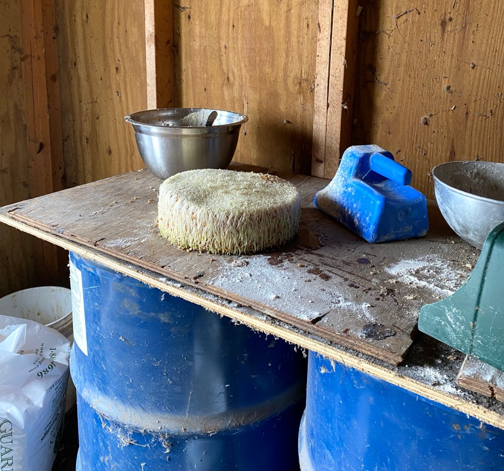 Work bench in feed hut. Fresh round cake of sprouts wheat upside down on the bench with blue plastic feed scoop behind. partial green feed scoop in foreground. Metal bowl behind. Wooden work surface rests on two blue drums. 